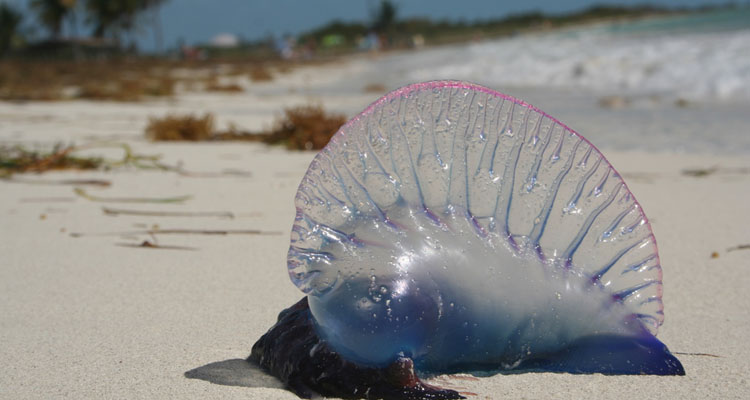 Срочно: МИД РФ предупреждает о ядовитых медузах на пляжах Пхукета